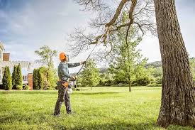 Best Tree Disease Treatment  in King Of Prussia, PA